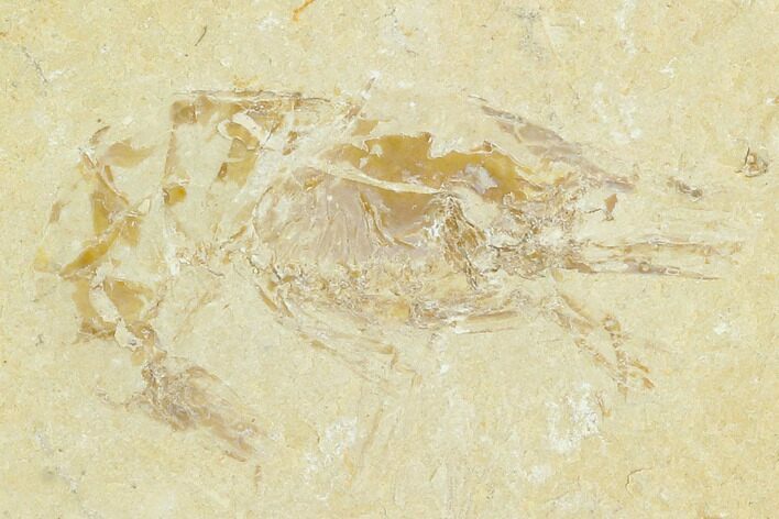 Cretaceous Fossil Shrimp - Lebanon #123977